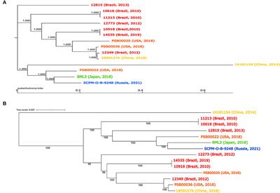 A clinical Pseudomonas juntendi strain with blaIMP−1 carried by an integrative and conjugative element in China